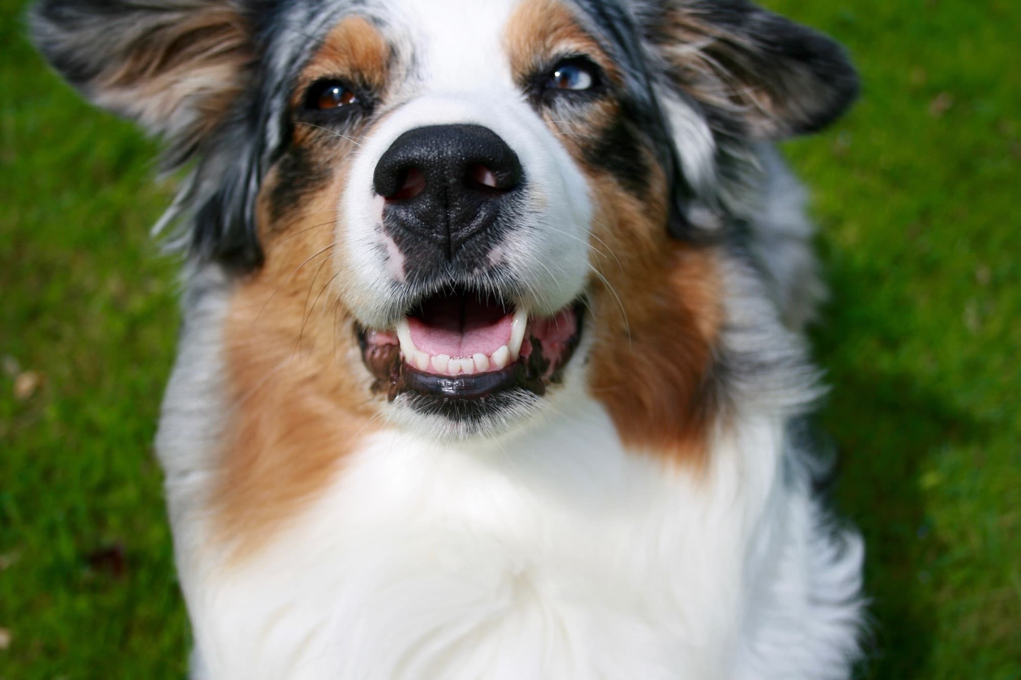 Fröhlicher Hund